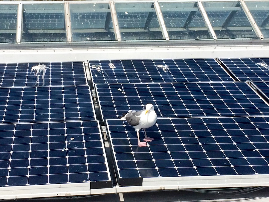 Solar Bird Poop Cleaning