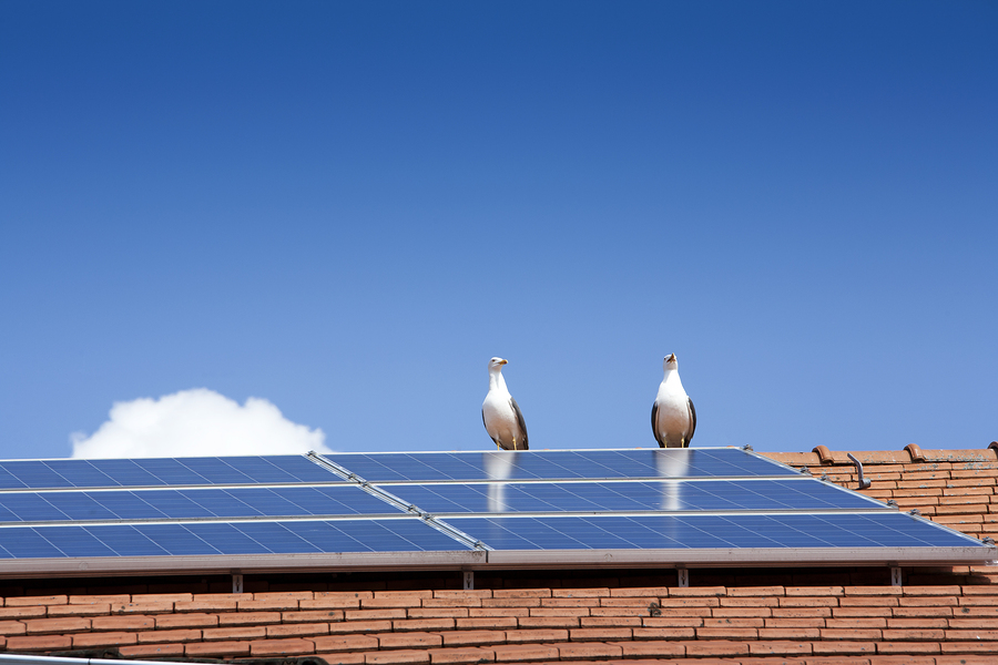 Solar Panel Bird Deterrent Southern California